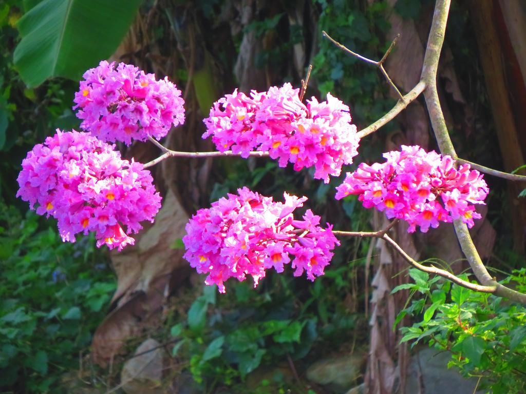 Beauty Spring N Harvest Guest House Puli Exterior foto